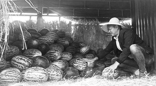 吃瓜群众恐袭,揭秘恐袭背后的真相与反思