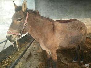 奔跑晶骡子吃瓜视频,奔跑中的欢乐瞬间