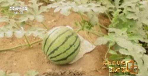 妗妗吃瓜107,一场娱乐界的狂欢盛宴