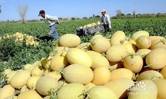 来姨妈吃哈密瓜好不,“经期女性食用哈密瓜的适宜性探讨”