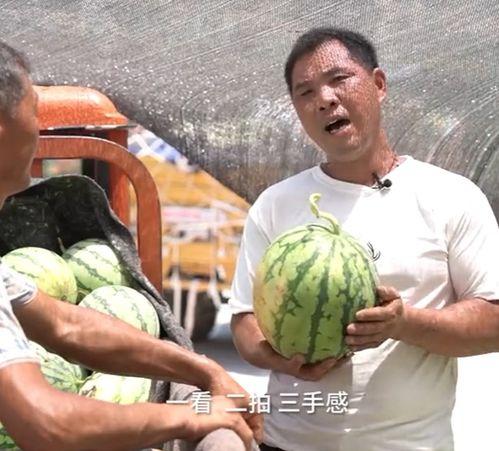 吃瓜营销顶流,揭秘吃瓜营销顶流背后的秘密