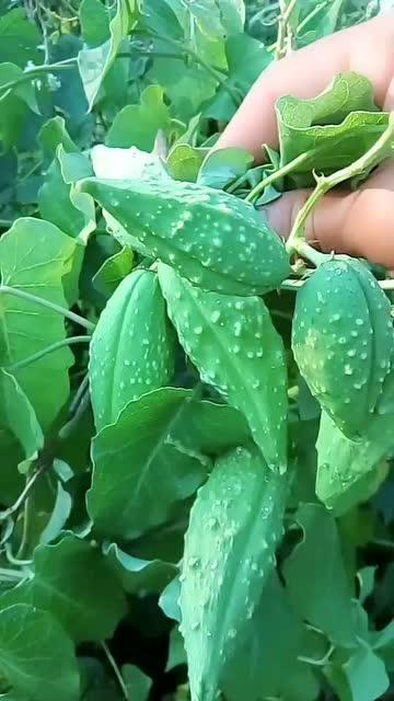 瓜吃植物的动物,揭秘瓜类植物的天生“捕食者”