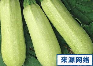 怀孕可以吃西葫芦瓜,西葫芦瓜——孕期美味又营养的佳选