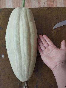 羊角瓜叶子可以吃吗,可食用植物的探索之旅