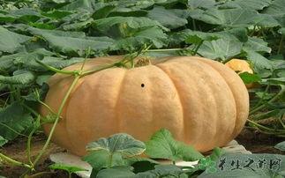 吃瓜 会胀气,如何避免胀气困扰