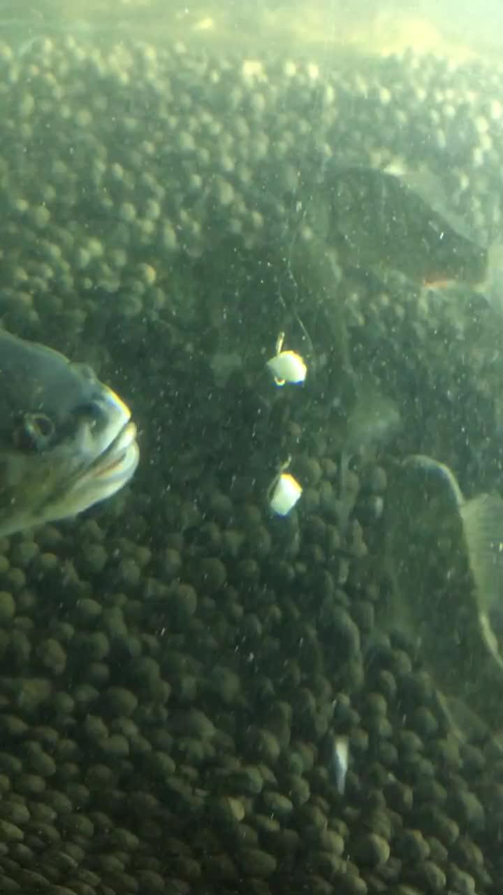 吃瓜喂鱼视频大全,欢乐瞬间尽收眼底