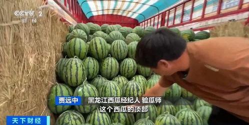 保定教师吃瓜事件,一场吃瓜引发的校园争议