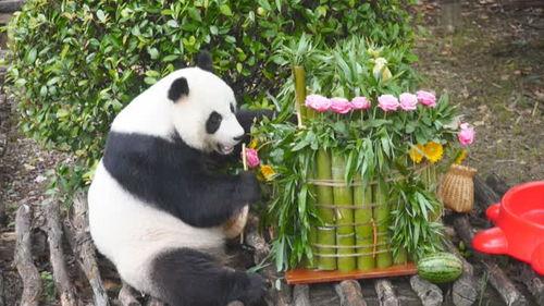 熊猫吃瓜名场面,萌态百出，名场面再现