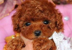 泰迪吃小瓜,泰迪狗狗的夏日小瓜美食之旅